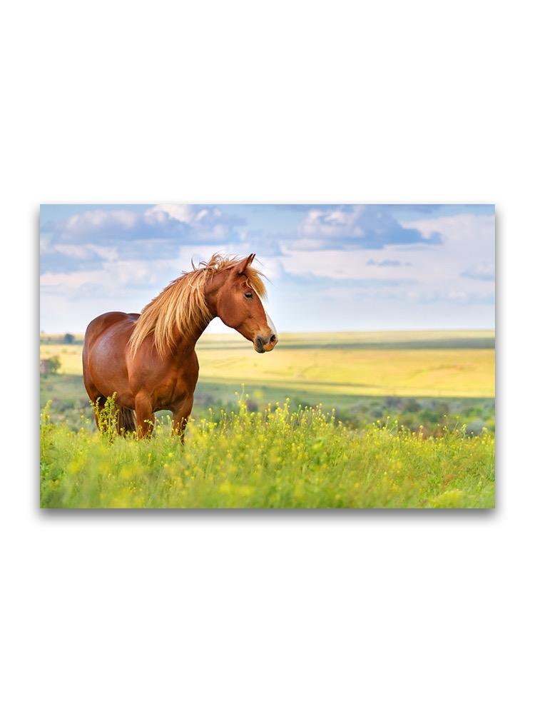 Horse In Beautiful Grass Meadow Poster -Image by Shutterstock