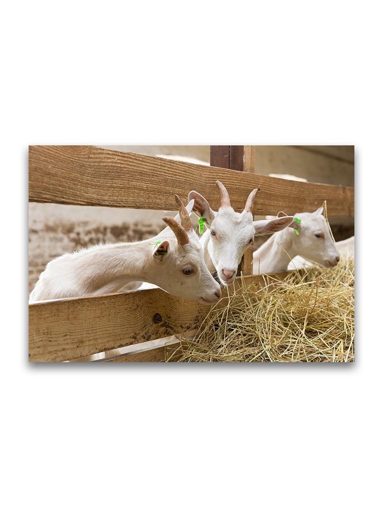Goatlings Eating Hay Poster -Image by Shutterstock