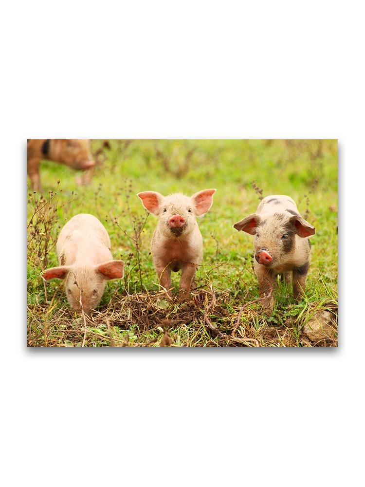 Three Piglets On Grass  Poster -Image by Shutterstock