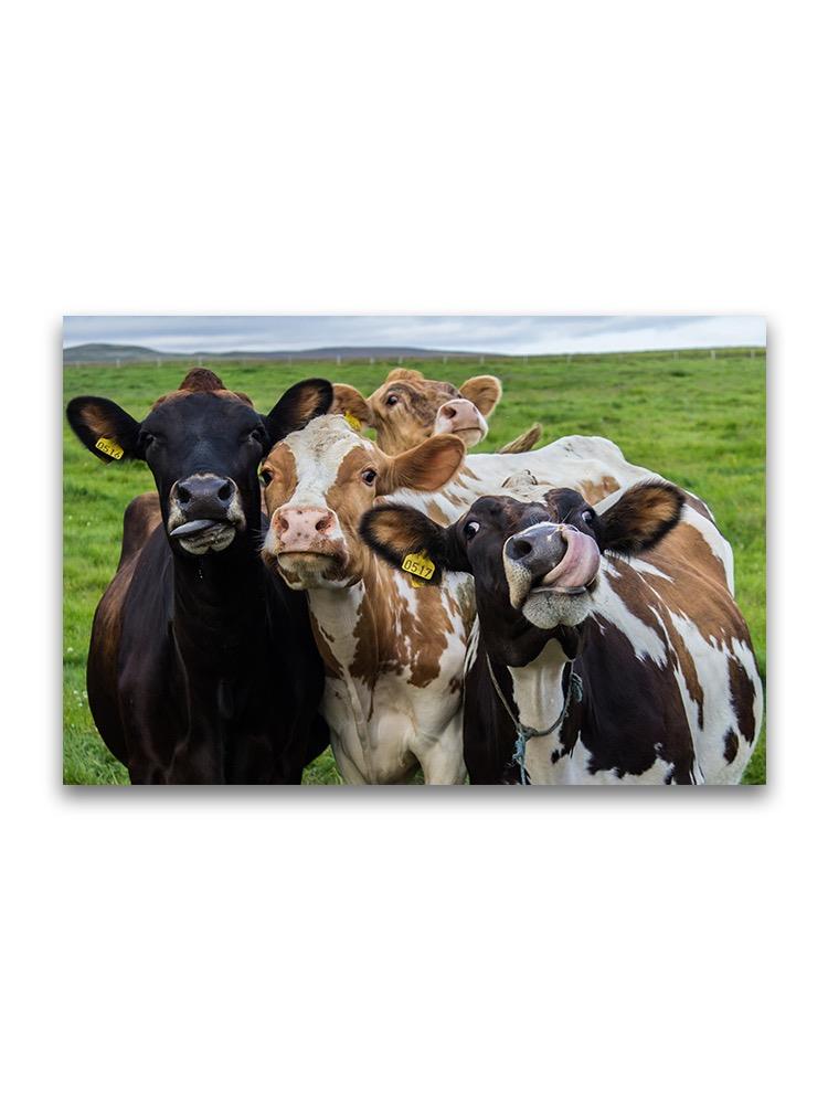 Funny Cows Looking At Camera Poster -Image by Shutterstock