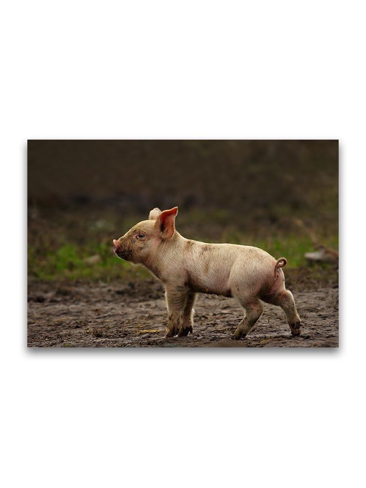 Tiny Piglelt On Mud  Poster -Image by Shutterstock