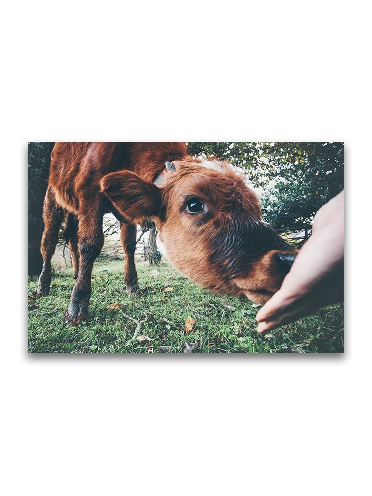 Cow Calf Eating From Hand  Poster -Image by Shutterstock