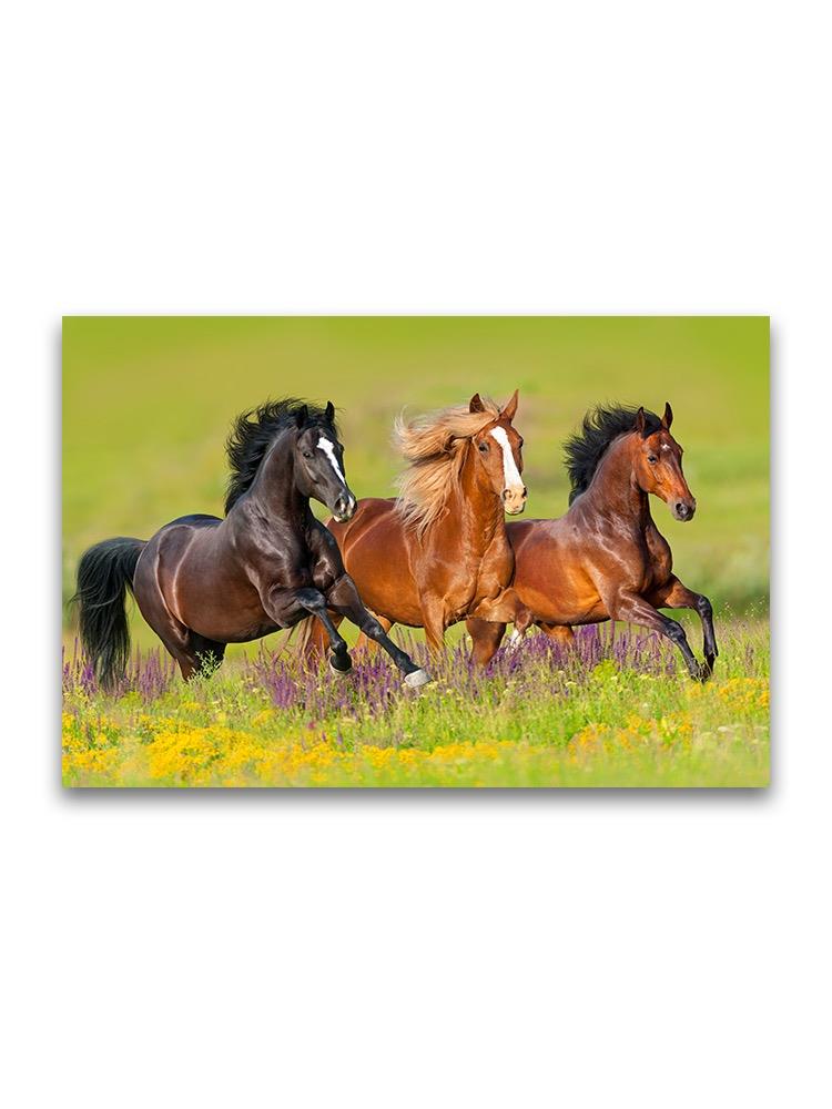 Beautiful Horses Galloping  Poster -Image by Shutterstock