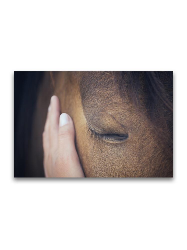 Closeup Of Lovely Horse  Poster -Image by Shutterstock