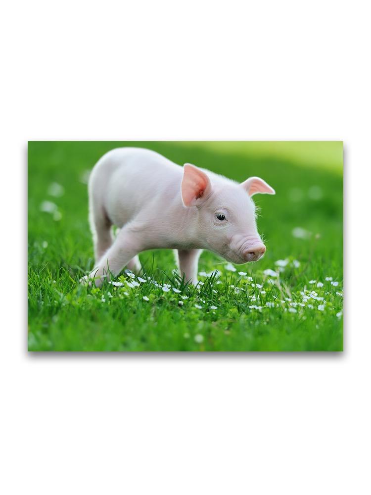 Cute Small Piglet On Grass Poster -Image by Shutterstock