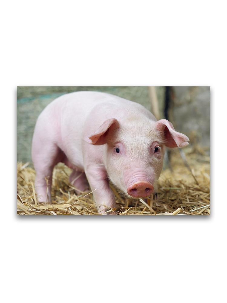 New Born Adorable Piglet Poster -Image by Shutterstock