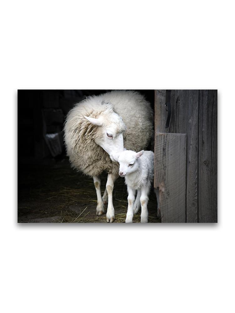 Sheep And Lamb  Poster -Image by Shutterstock