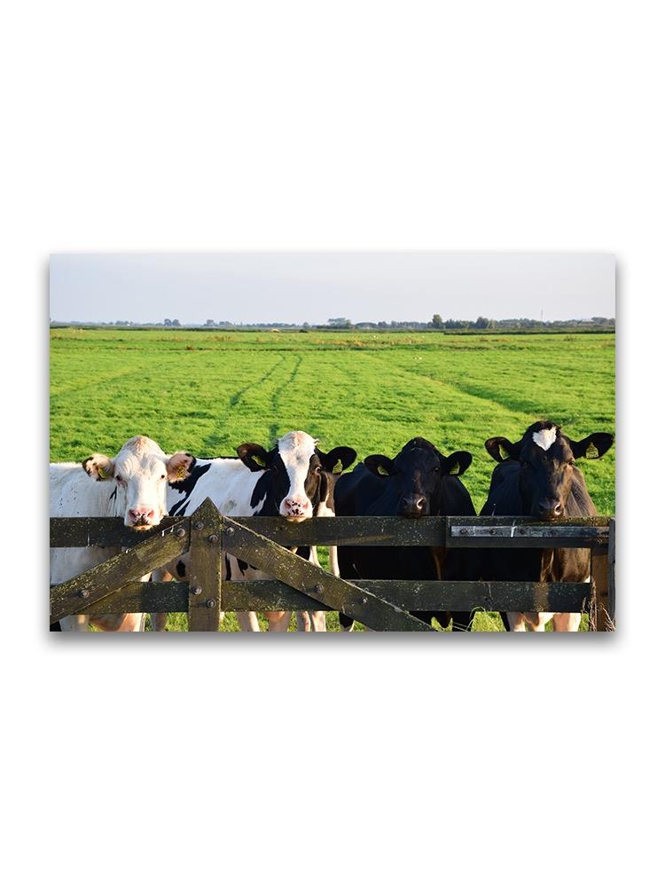 Cows On A Farm Poster -Image by Shutterstock