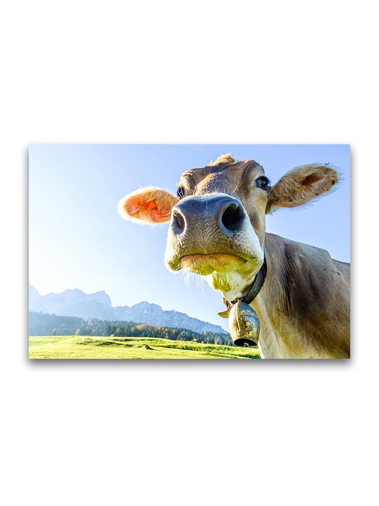 Close Up Of Cow In Scenery  Poster -Image by Shutterstock