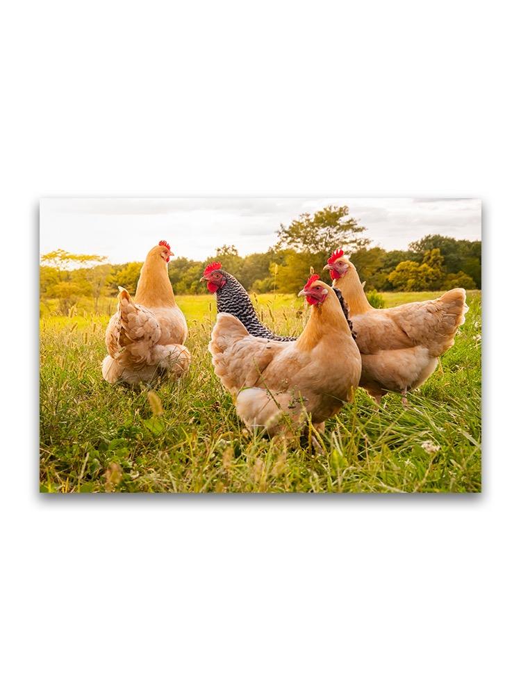 Chickens At Sunset  Poster -Image by Shutterstock