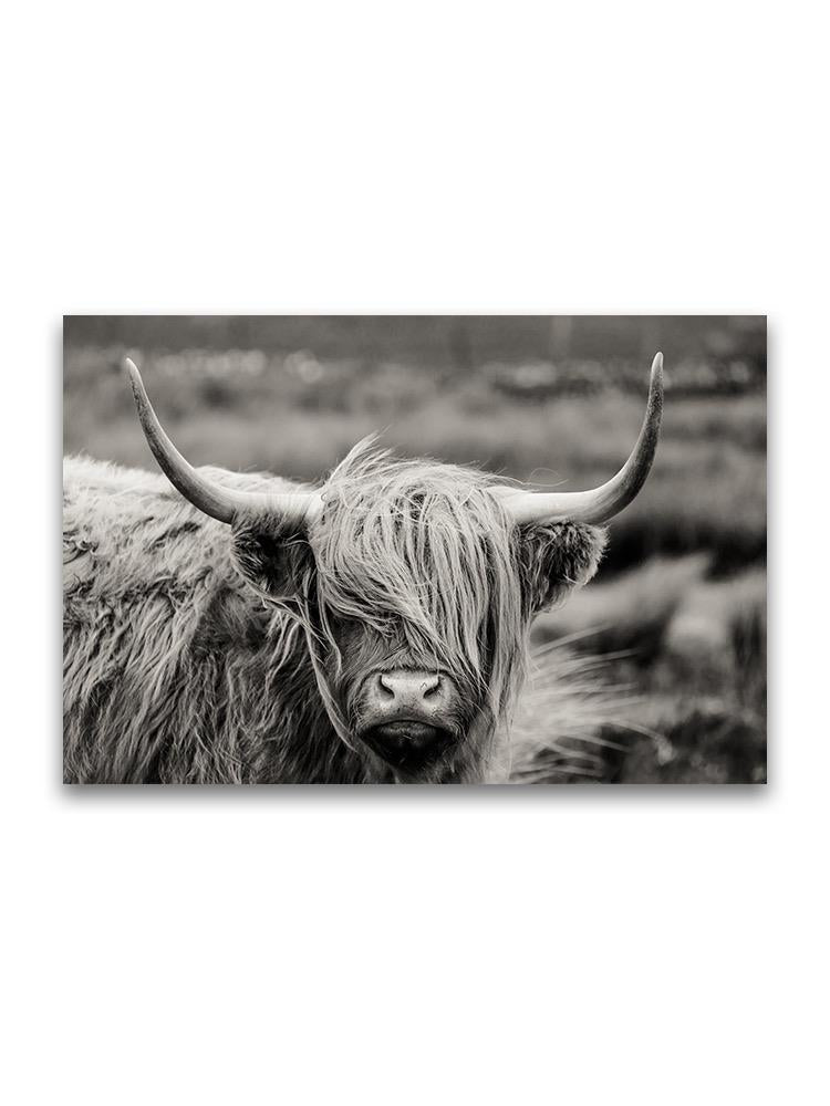 Scottish Highland Cattle Poster -Image by Shutterstock