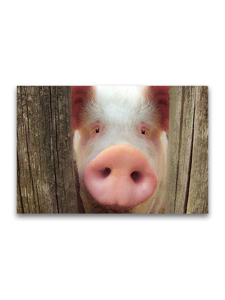 Funny Pig With Snout On Camera Poster -Image by Shutterstock