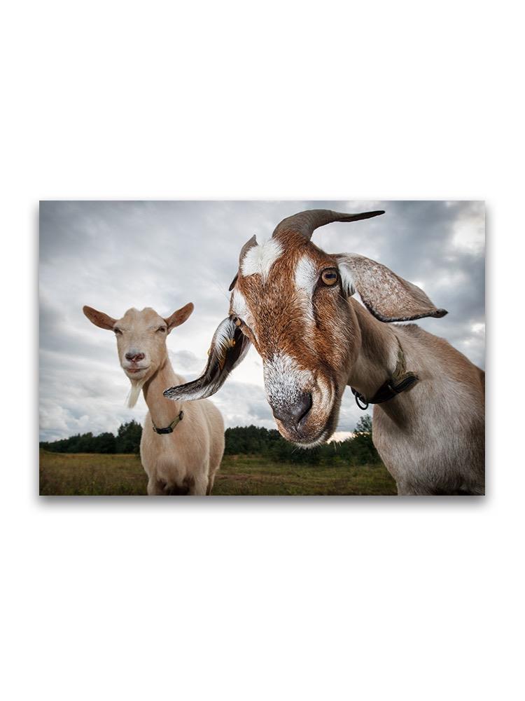 Two Goats Look At The Camera Poster -Image by Shutterstock