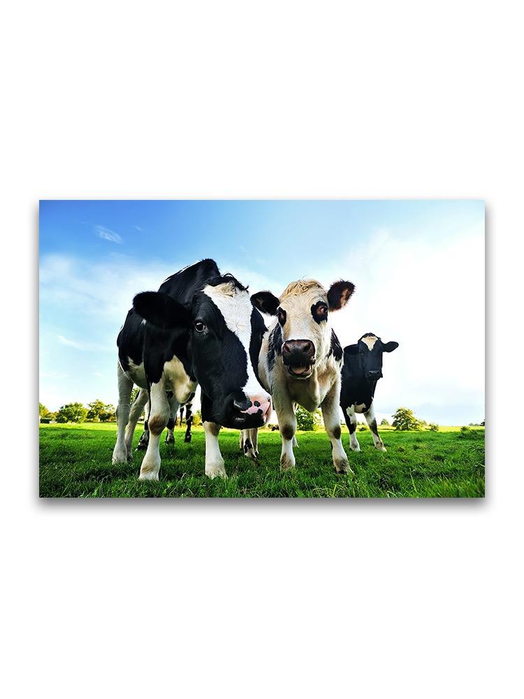 Cows In A Field In France  Poster -Image by Shutterstock