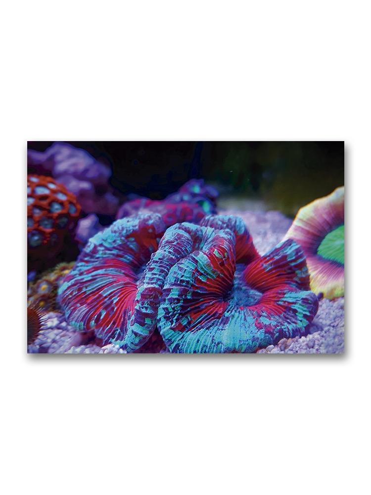 Amazing Colorful Coral  Poster -Image by Shutterstock