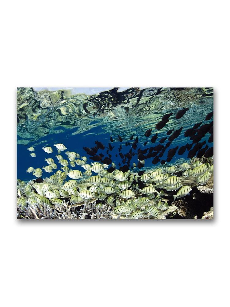 Amazing Portrait Of Surgeon Fish Poster -Image by Shutterstock