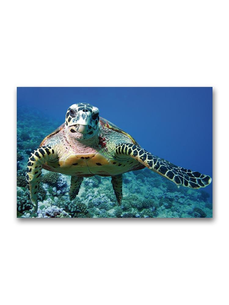 Beautiful Sea Turtle Underwater Poster -Image by Shutterstock