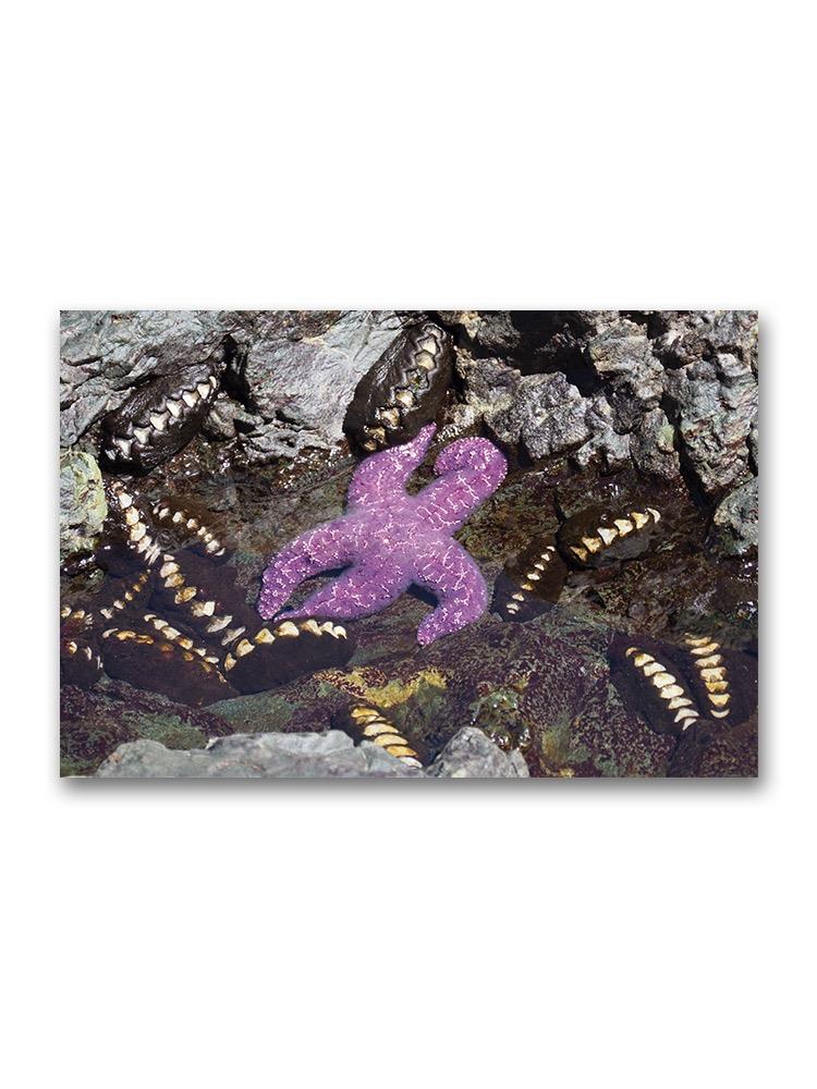Beautiful Purple Star Tidepool Poster -Image by Shutterstock