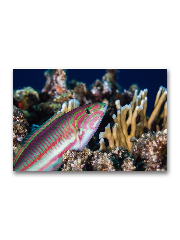 Super Colorful Fivestrip Fish Poster -Image by Shutterstock