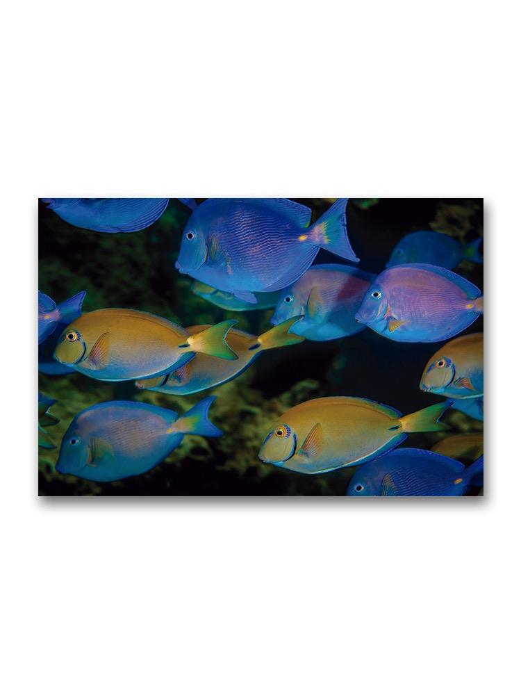 Surgeon Fish And Blue Tangs Poster -Image by Shutterstock