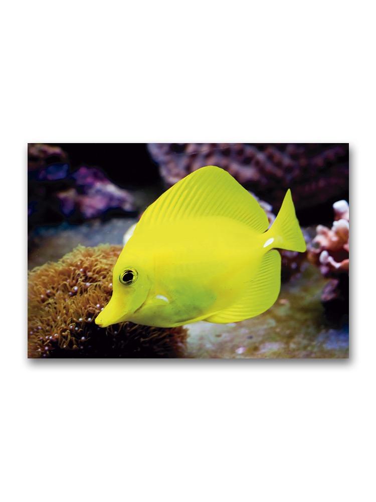 Tropical Yellow Surgeon  Poster -Image by Shutterstock