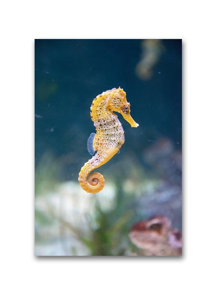 Adorable Seahorse Swimming Poster -Image by Shutterstock