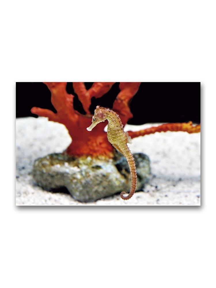 Beautiful Seahorse In Tank  Poster -Image by Shutterstock