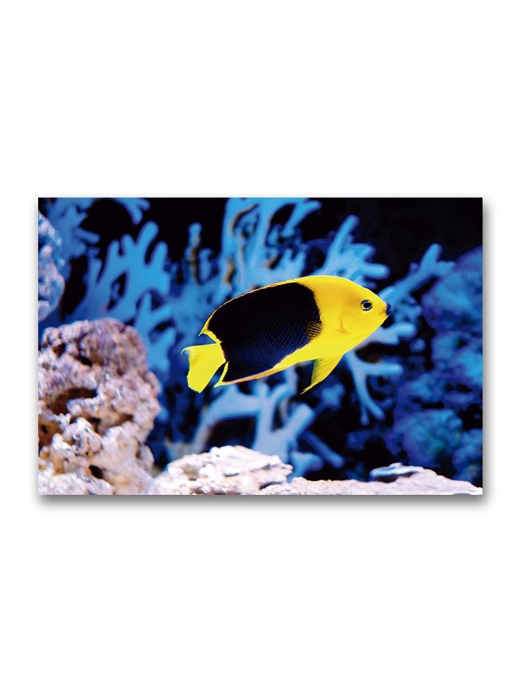 Aquarion Colorful Fish Poster -Image by Shutterstock