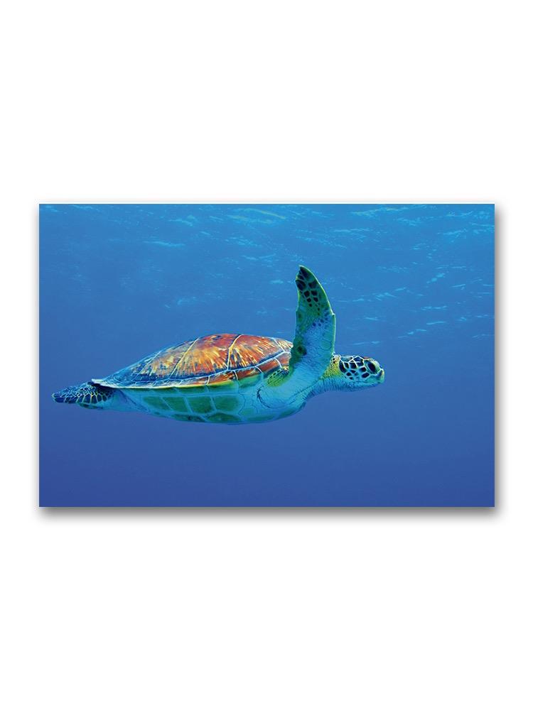Beautiful Seaturtle Swimming Poster -Image by Shutterstock