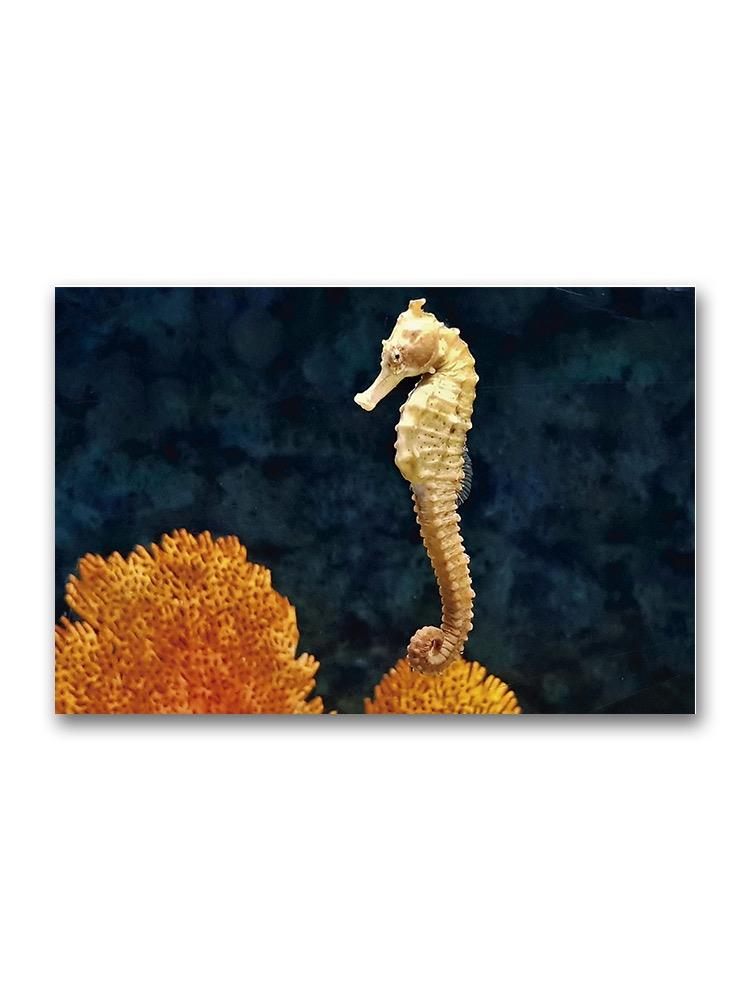 Beautiful Flat Face Seahorse  Poster -Image by Shutterstock