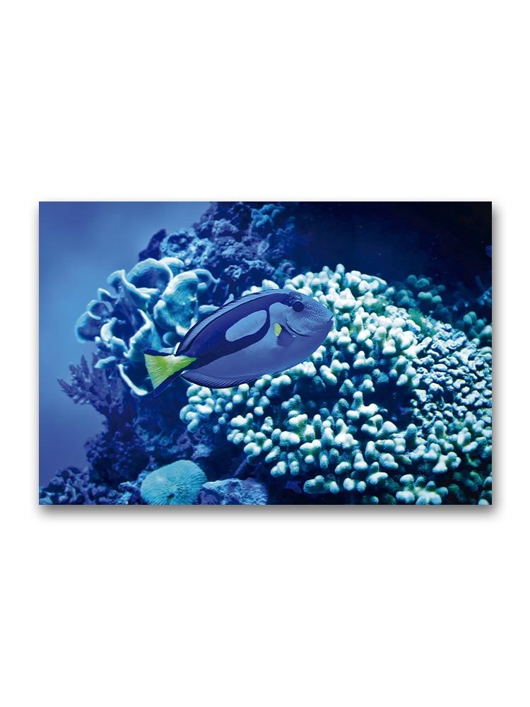 Blue Hues Tropical Reef Fish Poster -Image by Shutterstock