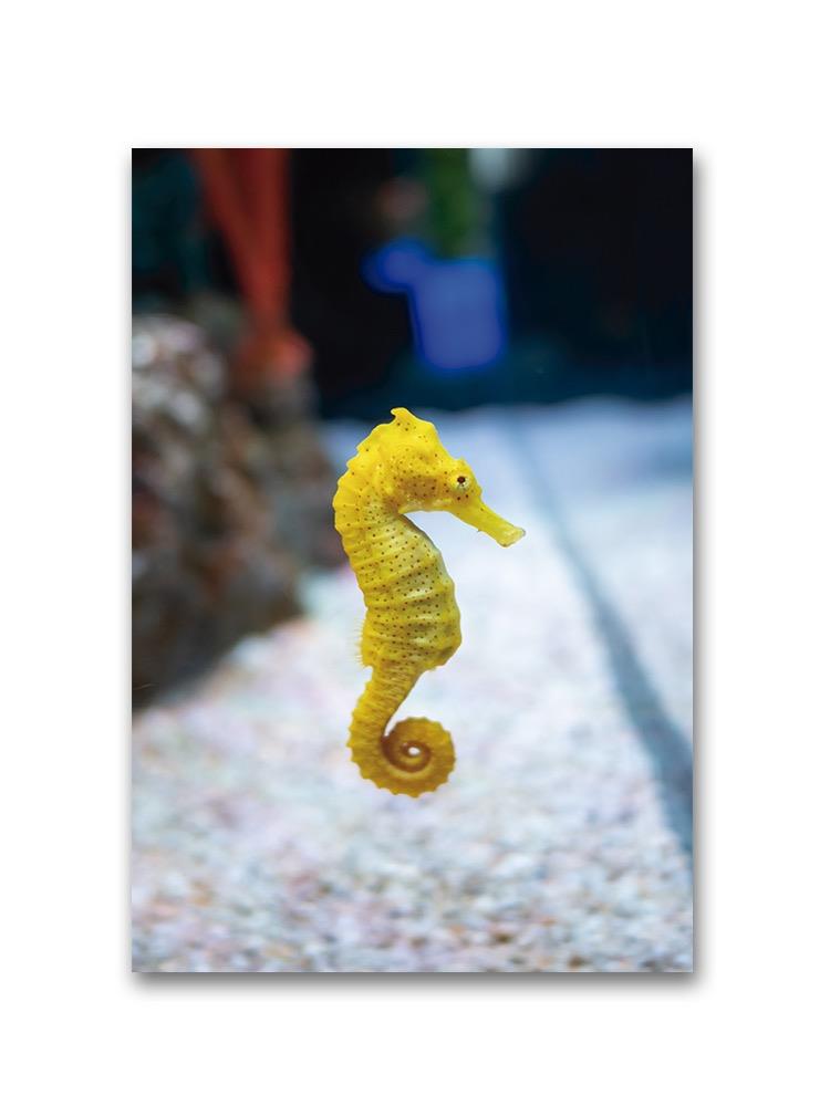 Small Cute Seahorse In Tank Poster -Image by Shutterstock
