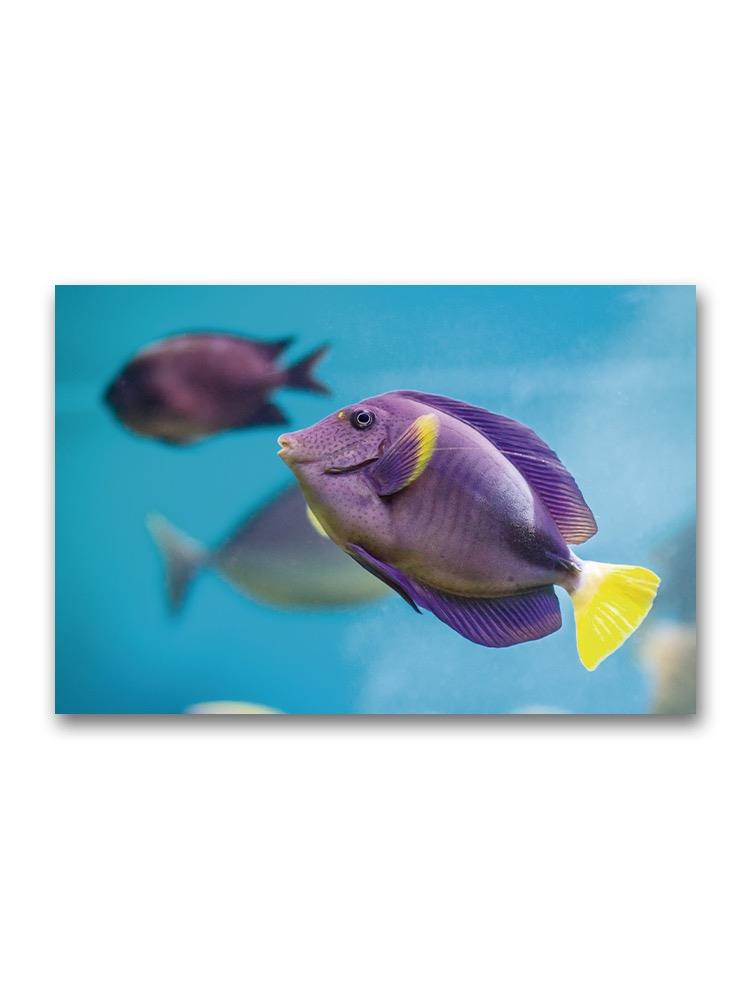 Violet Yellow Fish Surgeon Fish Poster -Image by Shutterstock