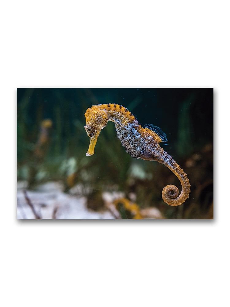 Incredible Seahorse Swimming Poster -Image by Shutterstock