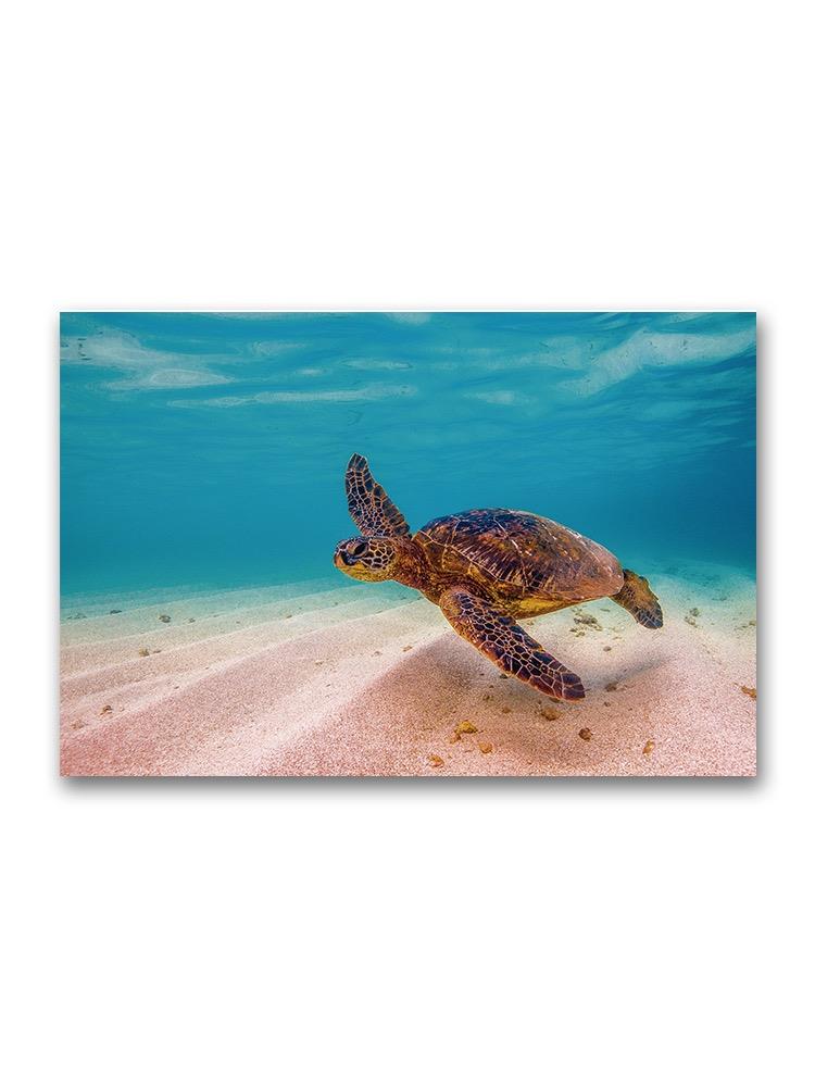 Sea Turtle On Ocean Floor Poster -Image by Shutterstock