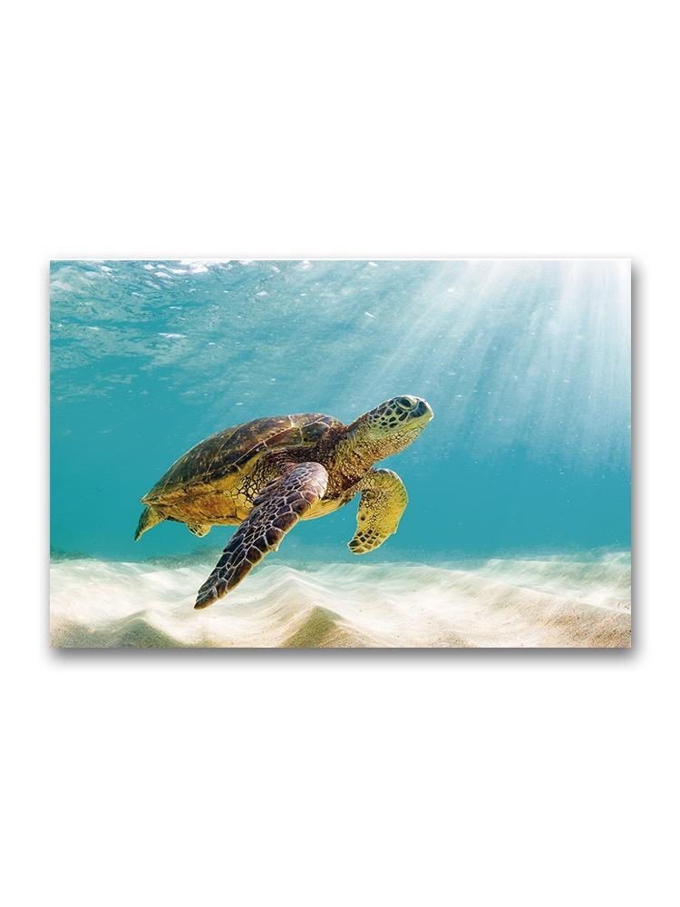 Beautiful Sea Turtle In Light Poster -Image by Shutterstock