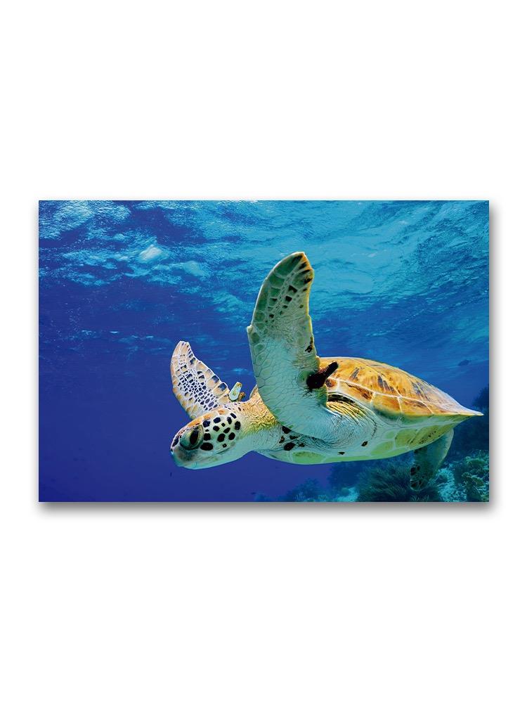 Green Sea Turtle Swimming Poster -Image by Shutterstock