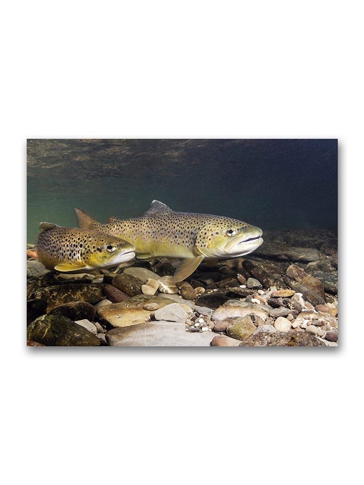 Borwn Trout In Small Creek Poster -Image by Shutterstock