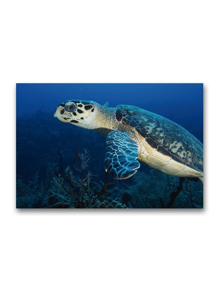 Gorgeous Sea Turtle Swimming Poster -Image by Shutterstock