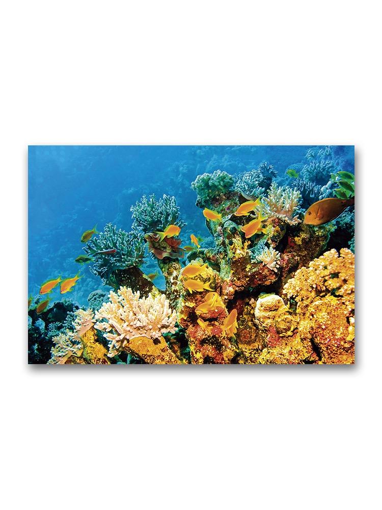 Amazing Coral Scenery Poster -Image by Shutterstock