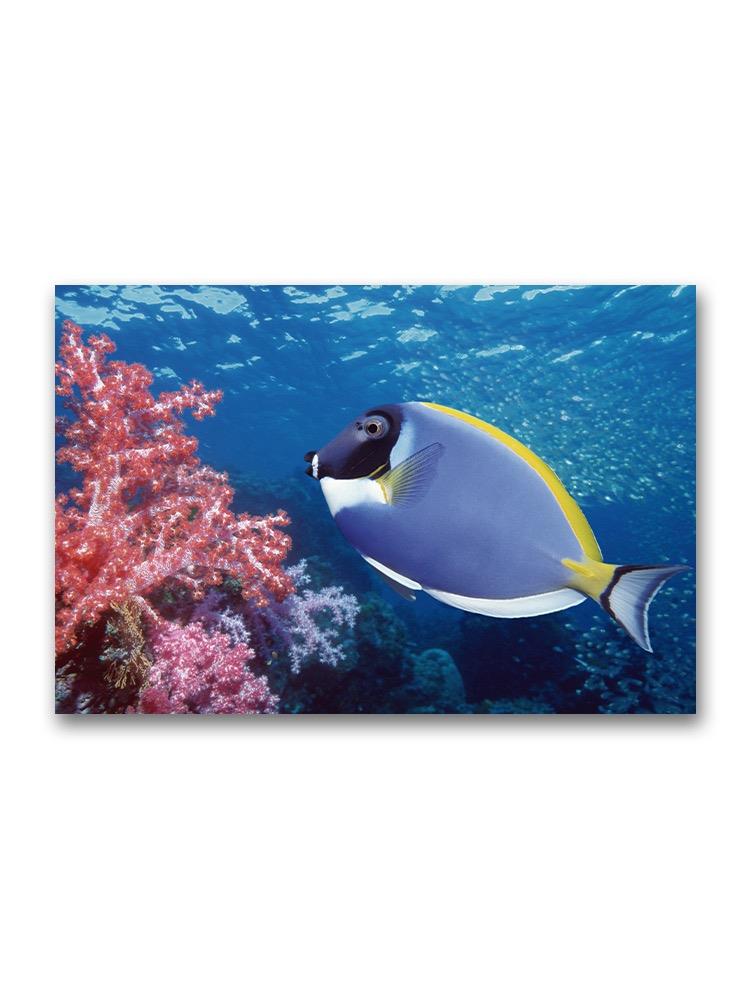 Gorgeous Surgeon Fish  Poster -Image by Shutterstock