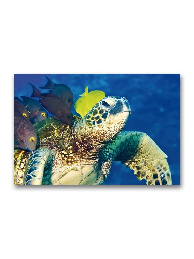 A Sea Turtle Being Groomed  Poster -Image by Shutterstock