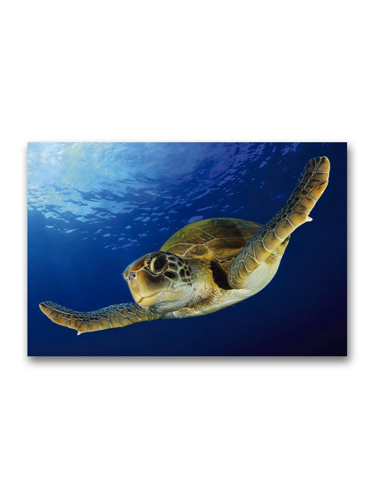 Amazing Green Turtle Swimming Poster -Image by Shutterstock