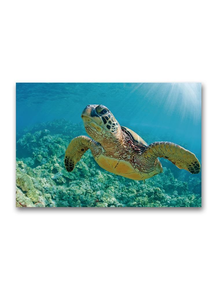 Incredible Portrait Of Turtle Poster -Image by Shutterstock