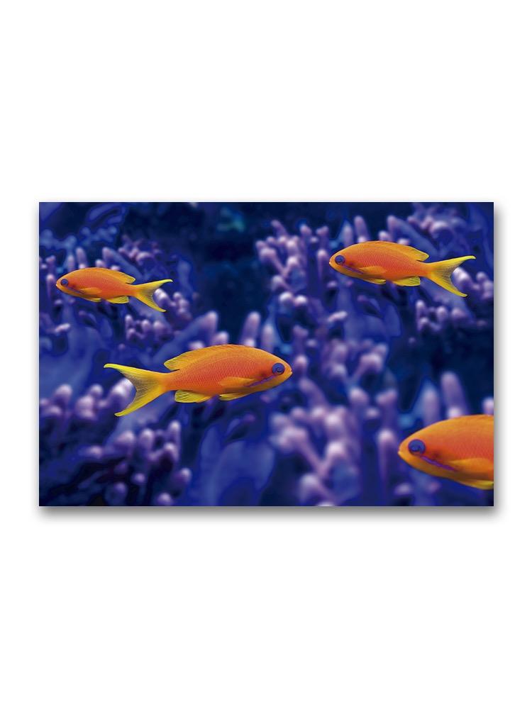 Beautiful Contrast Fish In Coral Poster -Image by Shutterstock