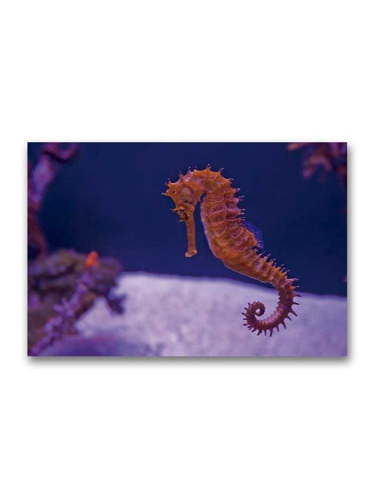 Orange Cute Seahorse Poster -Image by Shutterstock