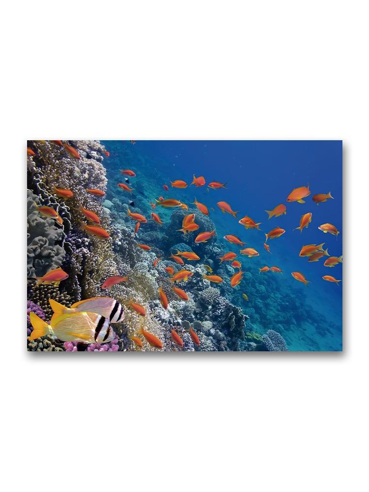 Beautiful Fish Coral Landscape Poster -Image by Shutterstock
