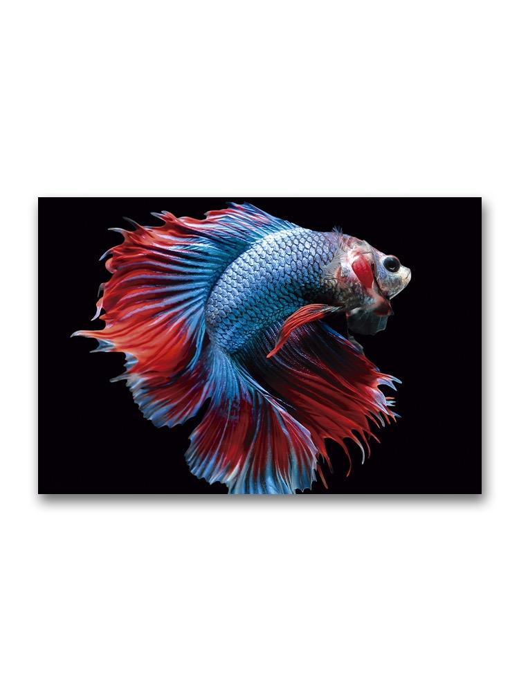 Incredibly Beautiful Blue Betta Poster -Image by Shutterstock