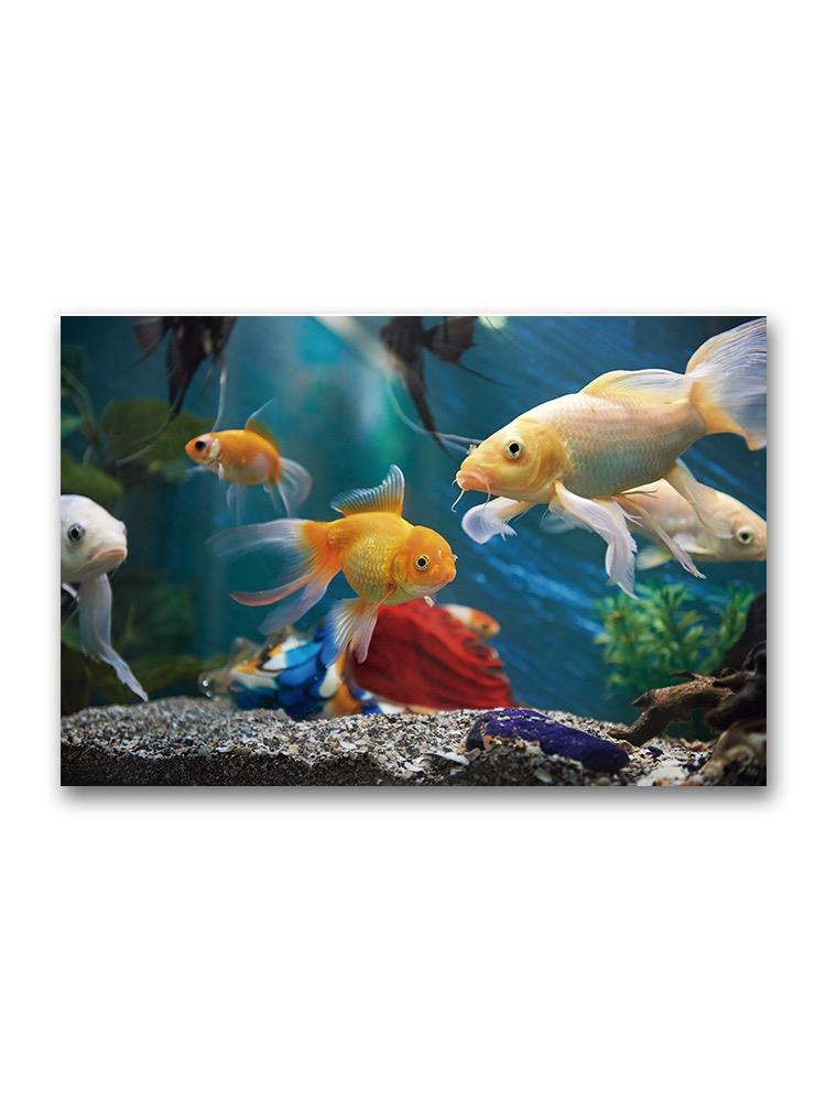 Colorful Fish In Aquarium Poster -Image by Shutterstock