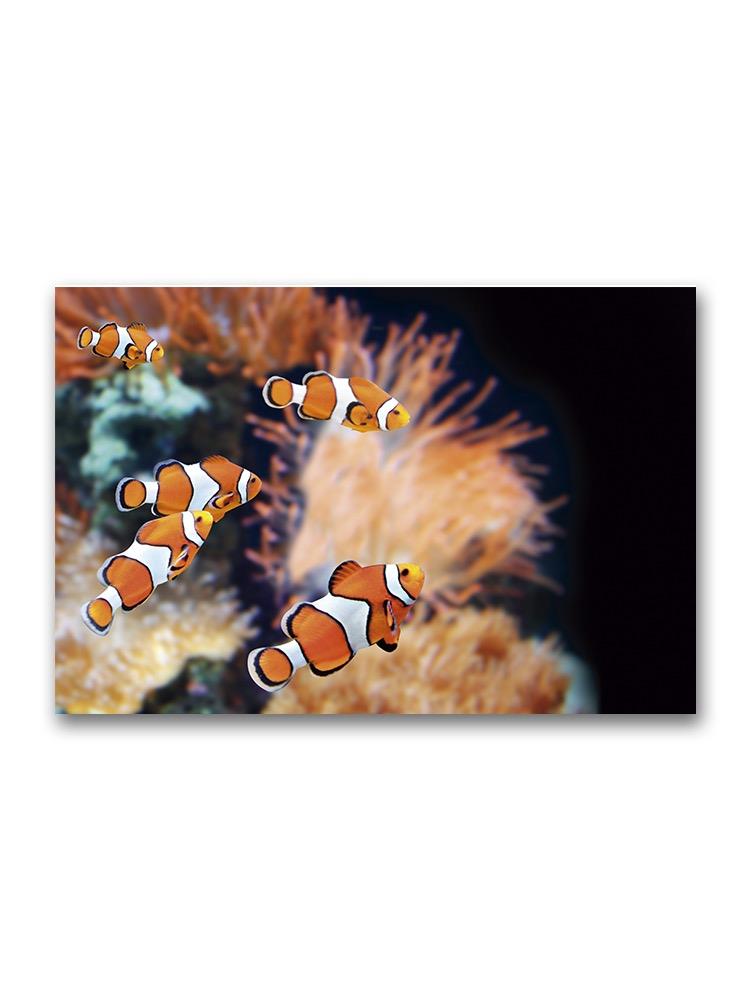 Sea Anenome And Clown Fish  Poster -Image by Shutterstock